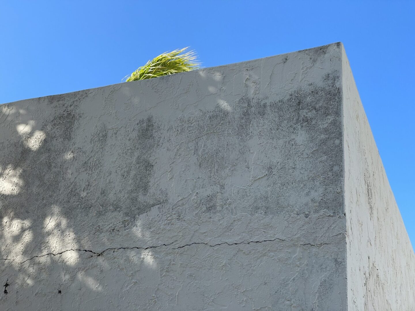 A concrete wall with some green plants growing on it